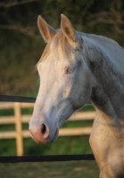 Vente de cheval : Uby du Plantey